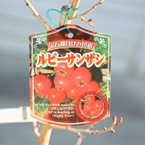 庭木 植木 ルビーサンザシ 大実サンザシ 山査子 N1710v 遊恵盆栽 Yahoo 店 通販 Yahoo ショッピング