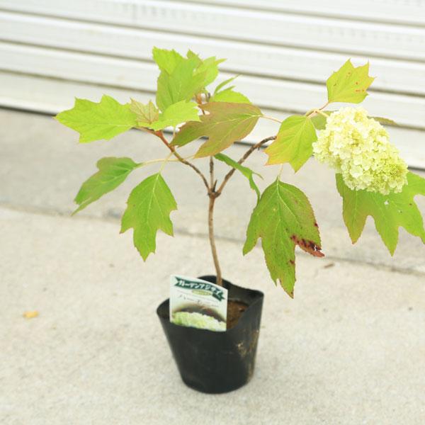 庭木 植木 カシワバアジサイ 柏葉紫陽花 ハーモニー ソフトクリームのような密なお花 佐川急便