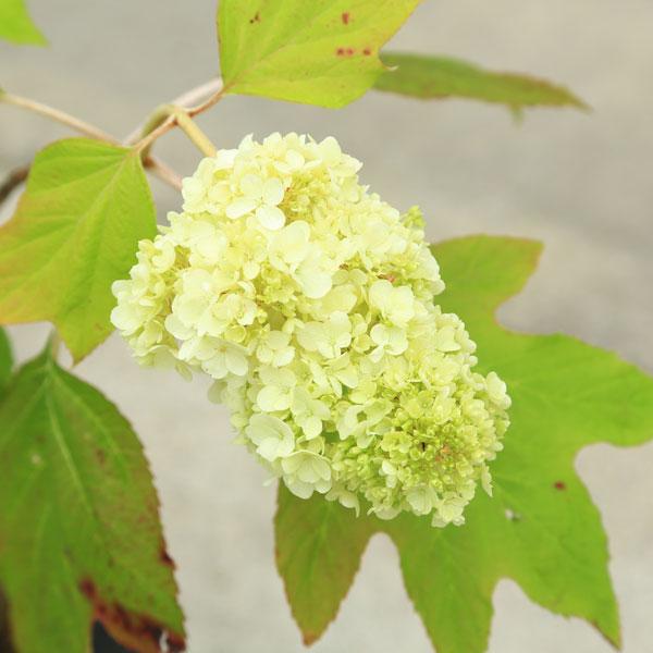 庭木 植木 カシワバアジサイ 柏葉紫陽花 ハーモニー ソフトクリームのような密なお花 N1714v 遊恵盆栽 Yahoo 店 通販 Yahoo ショッピング