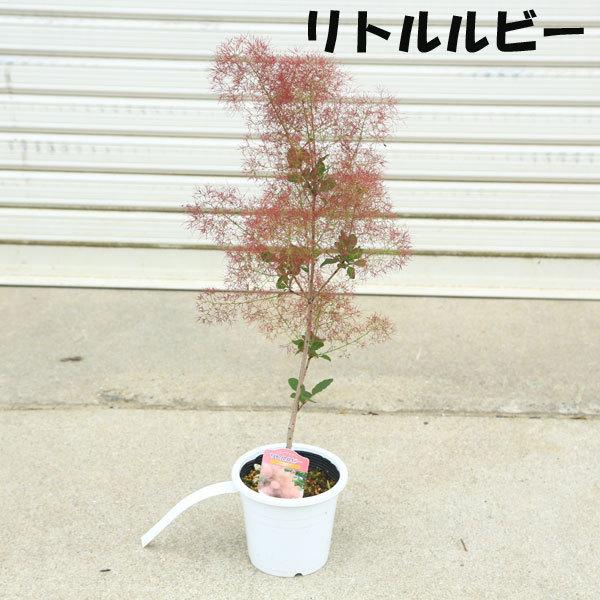 庭木・植木：スモークツリー 白ポット（リトルルビーorヤングレディー