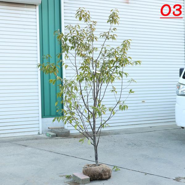 庭木・植木・シンボルツリー:常緑エゴの木(トキワエゴ) 単木 庭木・植木・シンボルツリー:常緑エゴの木(トキワエゴ) 単木