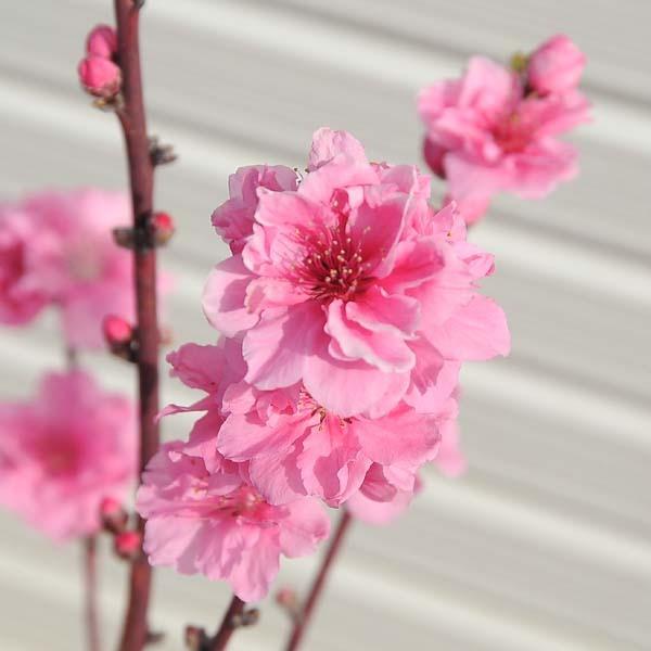 庭木 植木 鉢植向き 照手桃 てるてもも ピンク花 桃の木 花桃 お祝いにも喜ばれます 佐川急便 N1722v 遊恵盆栽 Yahoo 店 通販 Yahoo ショッピング