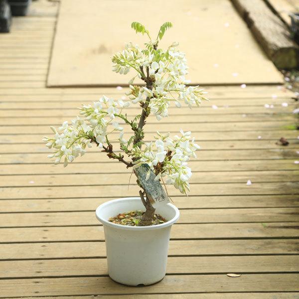 庭木 植木 山藤 スーパーセール期間限定 白花美短 白甲比丹 鉢植えにピッタリ やまふじ だるま藤 白花