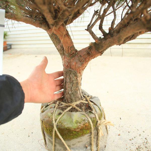 赤松　太幹　短葉 庭木：多行松（たぎょうまつ）（たぎょうしょう）赤松 特良品* 樹高