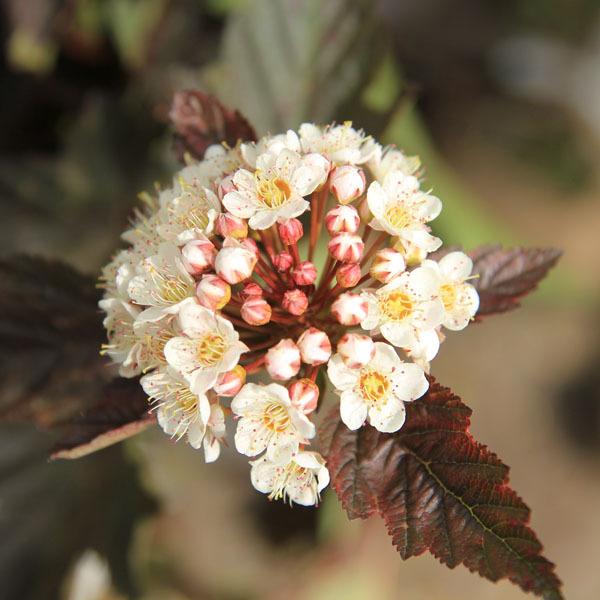 小物などお買い得な福袋 アメリカテマリシモツケ ディアボロ 1本 銅葉が綺麗で育てやすい 苗 鉢植え ガーデニングに Reproma Com