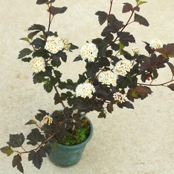 庭木 植木 アメリカコデマリ ディアボロ アメリカテマリシモツケ ポット N1736v 遊恵盆栽 Yahoo 店 通販 Yahoo ショッピング