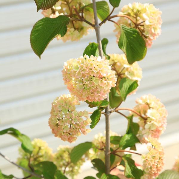 庭木・植木：ピンクオオデマリ*(おおでまり)ジェミニ ポット