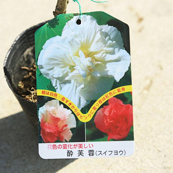 庭木 植木 酔芙蓉 すいふよう スイフヨウ ポット N1740v 遊恵盆栽 Yahoo 店 通販 Yahoo ショッピング