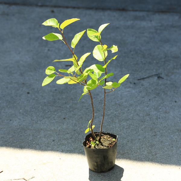 庭木・植木　苗木：ジューンベリー(リージェント)*最小品種！鉢植えとしても最適！｜y-bonsai｜03