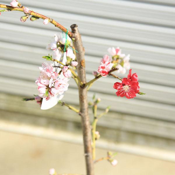 庭木 植木 源平しだれ桃 桃の木 花桃 現品限り 佐川急便発送 N1752v 5 遊恵盆栽 Yahoo 店 通販 Yahoo ショッピング