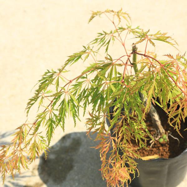 庭木・植木・盆栽向き：青しだれもみじ*(枝垂れもみじ)青枝垂れ紅葉