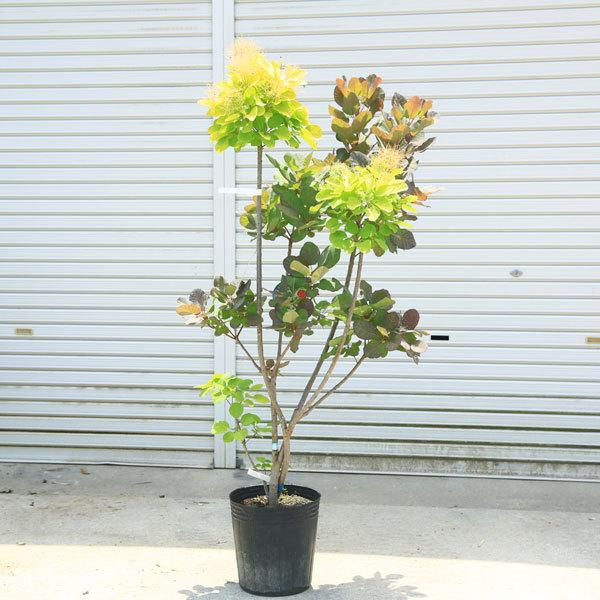 高評価続出！ 現品限り　庭木：スモークツリー　デュアルツイスト（オールドファッション＆ゴールデンスピリッツ*　全高150ｃｍ　佐川急便 【2031907315】(13000円)