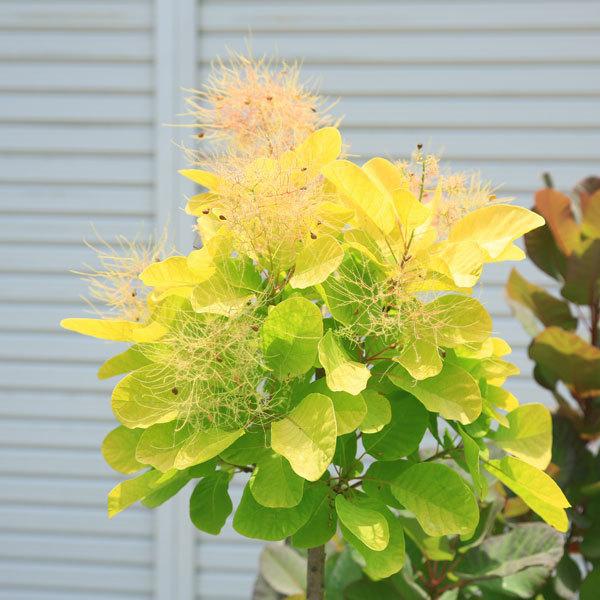 現品限り 庭木：スモークツリー*デュアルツイスト（オールド