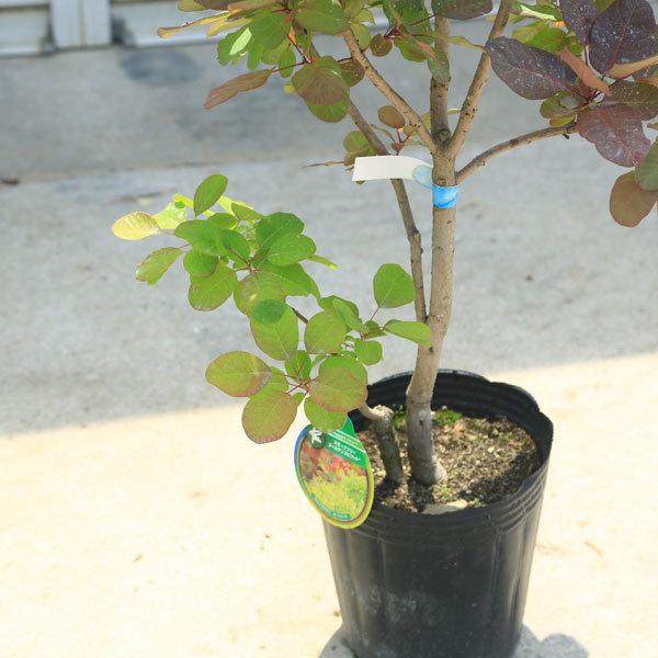 現品限り 庭木：スモークツリー デュアルツイスト（オールド