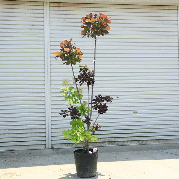 現品限り 庭木：スモークツリー トリプルツイスト（オールド