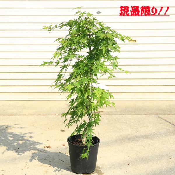 庭木・植木：流泉もみじ(りゅうせんしだれ）現品をお選びください