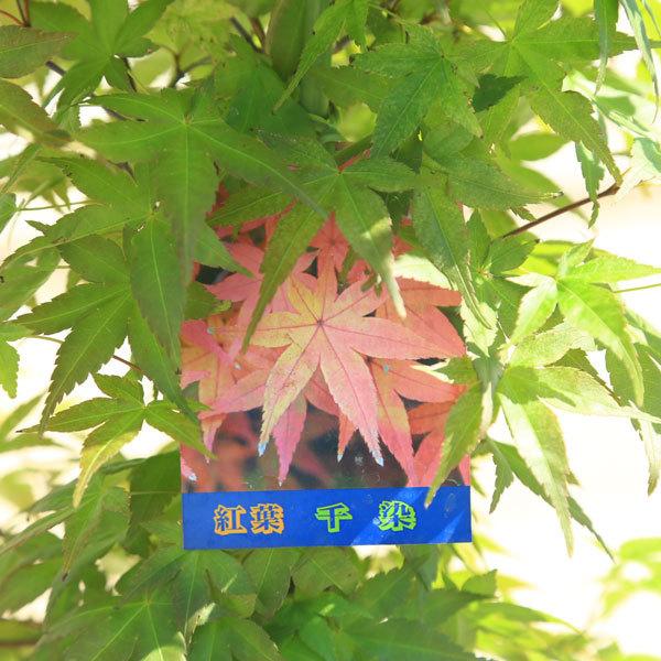 庭木 植木：ちしおモミジ（血汐、血潮、千染）*もみじ 紅葉