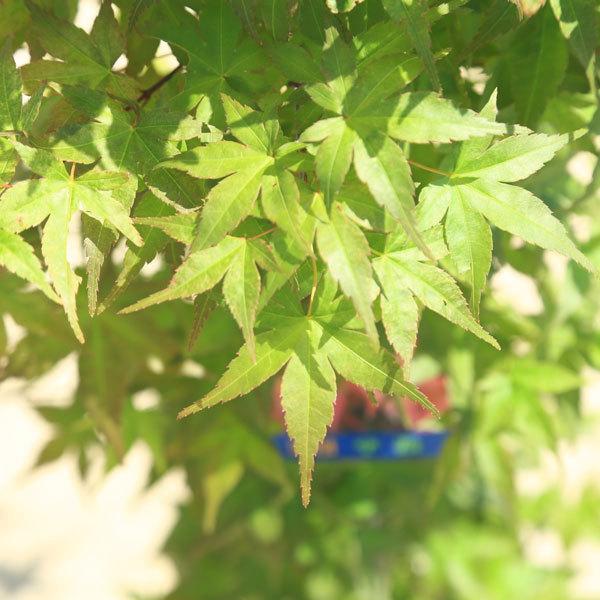 庭木 植木：ちしおモミジ（血汐、血潮、千染）*もみじ 紅葉 ポット