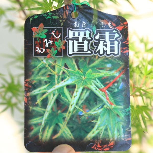 庭木 植木：おきしもモミジ（置霜）*もみじ 紅葉 ポット 佐川急便発送