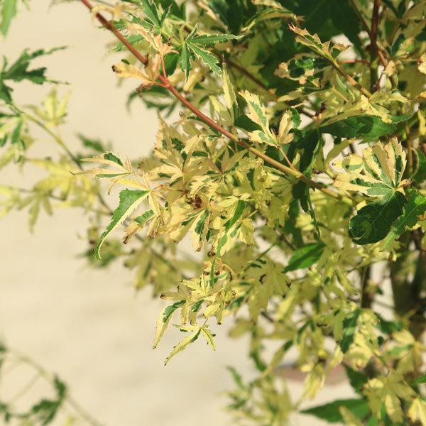 庭木 植木:おれごんモミジ(オレゴン)*ポット もみじ 紅葉 佐川急便発送|y-bonsai|02