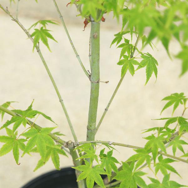 モミジ 青柳 鉢ごと引き取りに来てくださる方