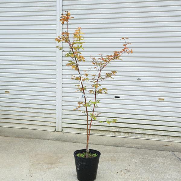 庭木 植木 サンゴカクもみじ 珊瑚閣 紅葉 現品商品4番 佐川急便発送 N1770v4 4 遊恵盆栽 Yahoo 店 通販 Yahoo ショッピング