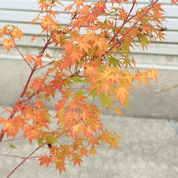庭木 植木:サンゴカクもみじ(珊瑚閣)紅葉 現品商品4番* 佐川 庭木 植木:サンゴカクもみじ(珊瑚閣)紅葉 現品商品4番* 佐川