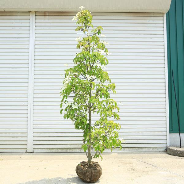 特選庭木：常緑ヤマボウシ（ホンコンエンシス）月光 樹高150cm 現品
