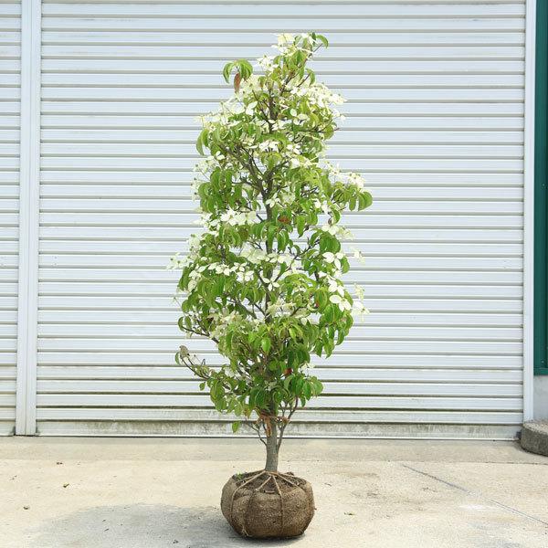 特選庭木：常緑ヤマボウシ（ホンコンエンシス）月光 樹高130cm 現品