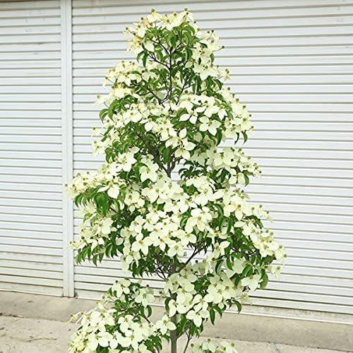 特選庭木：常緑ヤマボウシ（ホンコンエンシス）月光 樹高130cm 現品