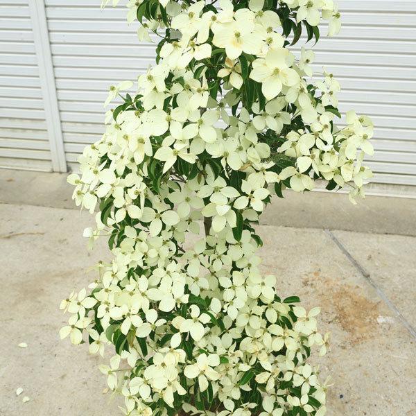 特選庭木：常緑ヤマボウシ（ホンコンエンシス）月光 樹高150cm 美品