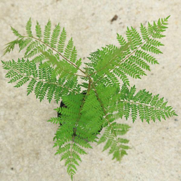 庭木 観葉植物 世界三大花木 ジャカランダ ミモシフォリア 紫雲木 苗 佐川急便 N17v 遊恵盆栽 Yahoo 店 通販 Yahoo ショッピング