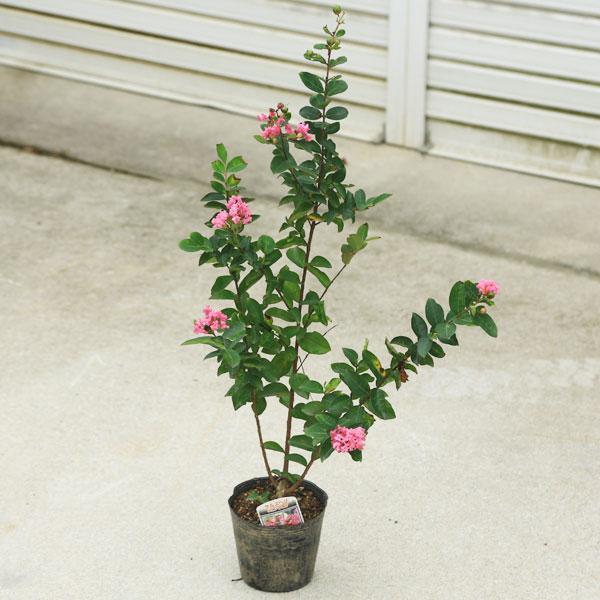 送料無料 庭木・植木：サルスベリ（百日紅）さるすべり 色をお選び