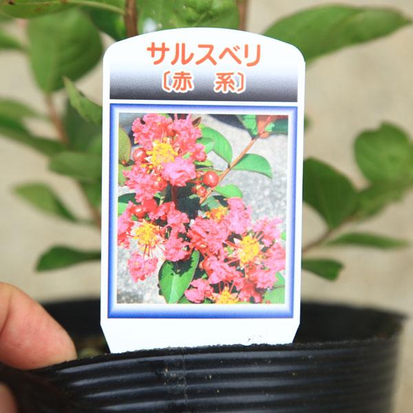 送料無料 庭木・植木：サルスベリ（百日紅）さるすべり 色をお選び