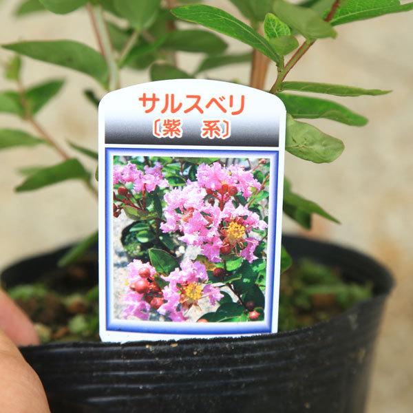 庭木 植木 サルスベリ 百日紅 さるすべり 色をお選びください 佐川急便 N1784v 遊恵盆栽 Yahoo 店 通販 Yahoo ショッピング