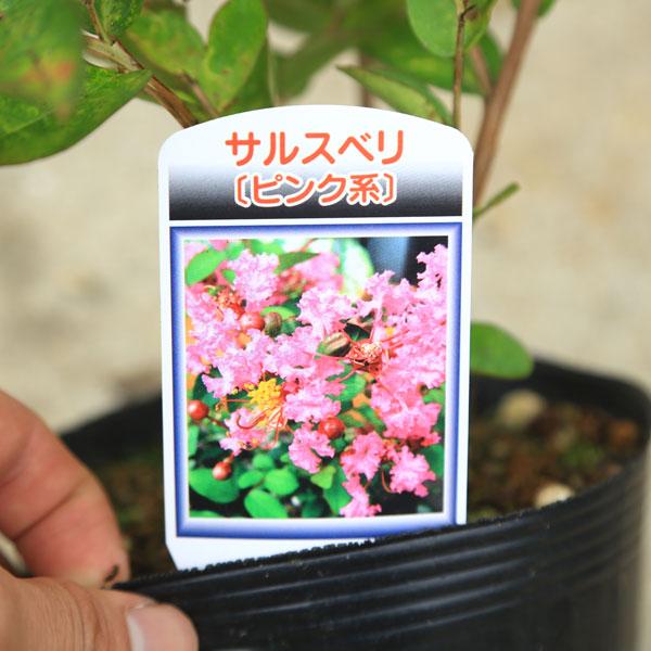 送料無料 庭木・植木：サルスベリ（百日紅）さるすべり 色をお選び