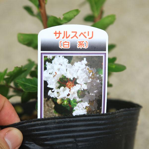 送料無料 庭木・植木：サルスベリ（百日紅）さるすべり 色をお選び