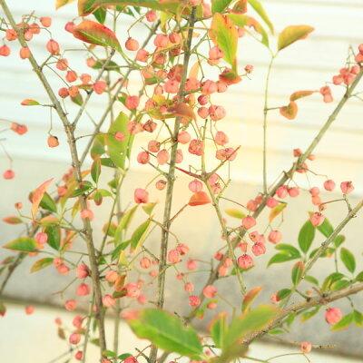 庭木 植木 マユミ まゆみ 真弓 ピンク色 100ｃｍ 佐川急便 N1792v 遊恵盆栽 Yahoo 店 通販 Yahoo ショッピング