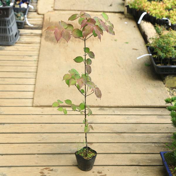 特価品コーナー 庭木苗 ヤマボウシ やまぼうし 白花 70ｃｍ 佐川急便