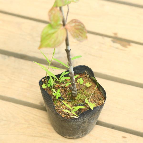 庭木苗 ヤマボウシ やまぼうし 白花 70ｃｍ 佐川急便 N1796v 遊恵盆栽 Yahoo 店 通販 Yahoo ショッピング