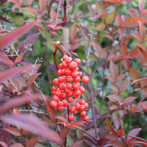 庭木苗：南天（なんてん）赤南天 ポット 佐川急便発送 : 遊恵盆栽