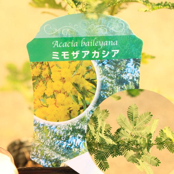 庭木・植木：ミモザ（アカシア）ワトル 品種をお選び下さい！ 銀葉