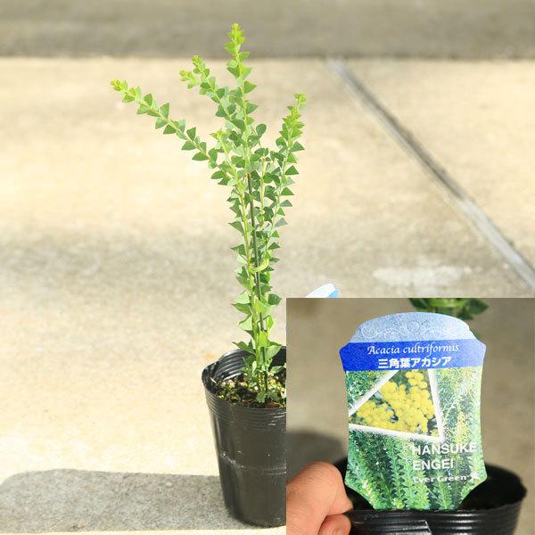 庭木 植木 ミモザ アカシア 品種をお選び下さい 佐川急便発送 N13v 遊恵盆栽 Yahoo 店 通販 Yahoo ショッピング