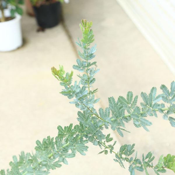 庭木 植木：銀葉アカシア ミモザ*ギンヨウアカシア 6号 佐川急便