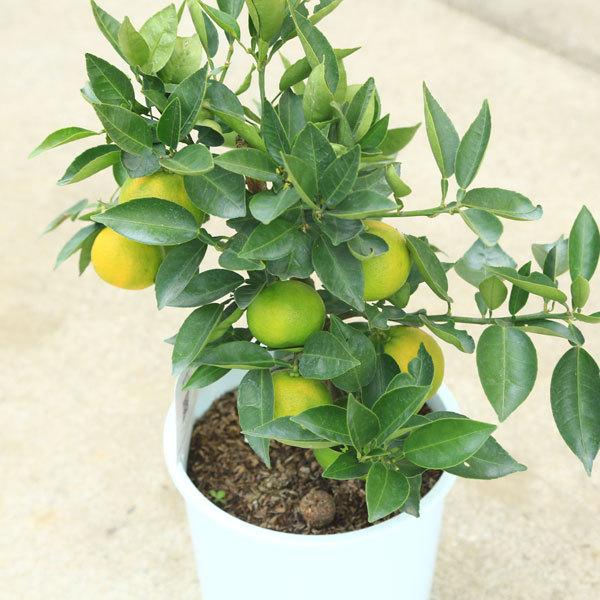 庭木 果樹 植木：すだち 酢橘 *スダチ 6号 佐川急便 苗木 : 遊恵