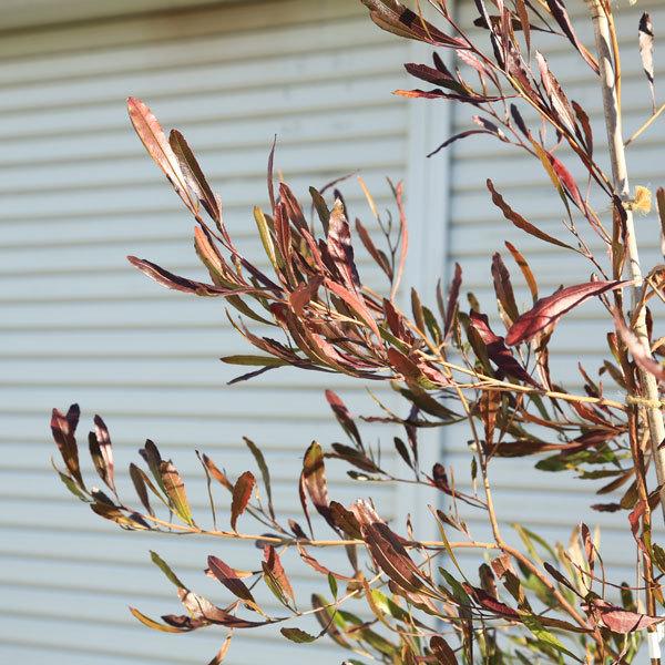 庭木 ドドナエア ポップブッシュ プルプレア 特大株 樹高170ｃｍ 佐川急便発送 N1854v 遊恵盆栽 Yahoo 店 通販 Yahoo ショッピング