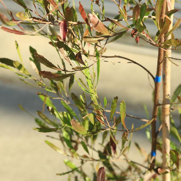 庭木 ドドナエア ポップブッシュ プルプレア 特大株 樹高170ｃｍ 佐川急便発送 N1854v 遊恵盆栽 Yahoo 店 通販 Yahoo ショッピング