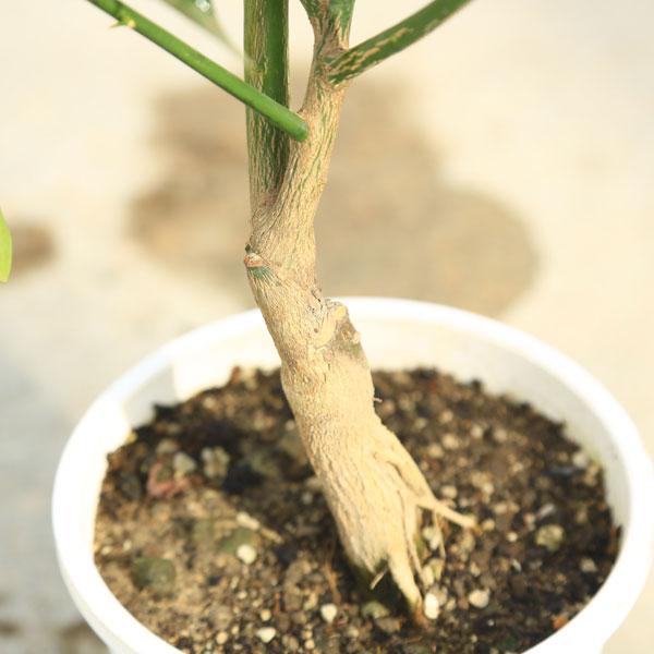 金柑の木2300✖️1700 地植えの為掘り起こしになります