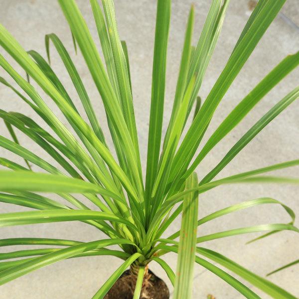 庭木 植木：ドラセナ（ニオイシュロラン）コルジリネ・オーストラリス