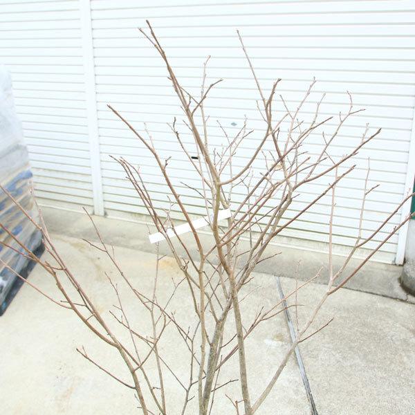 庭木：シラキ 白木 しらき* 樹高120cm 佐川急便発送 : 遊恵盆栽